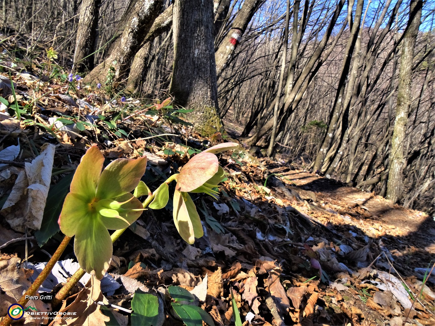 51 Helleborus viridis (Elleboro verde) .JPG